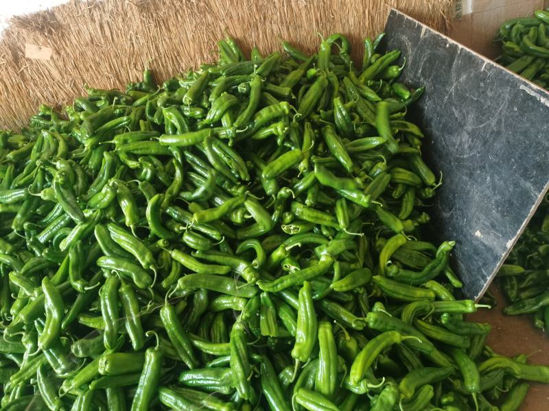 内蒙赤峰宁城县，精品鲜辣椒，一手货源，现摘发货，保质保量