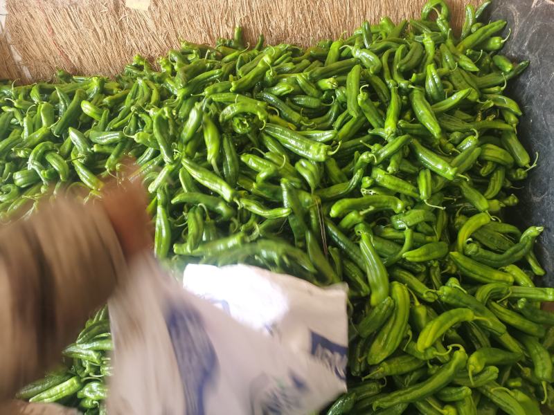 内蒙赤峰宁城县，精品鲜辣椒，一手货源，现摘发货，保质保量
