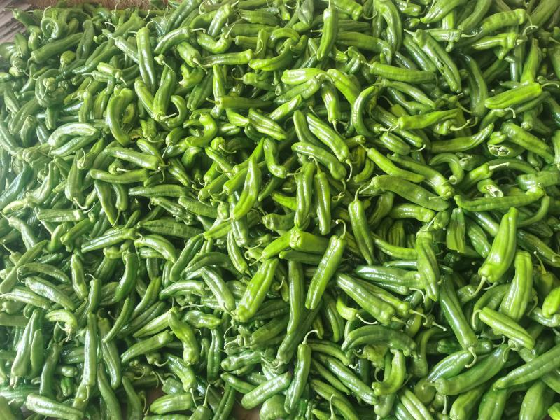 内蒙赤峰宁城县，精品鲜辣椒，一手货源，现摘发货，保质保量