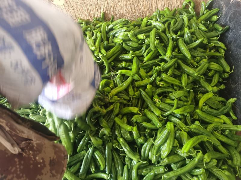 内蒙赤峰宁城县，精品鲜辣椒，一手货源，现摘发货，保质保量