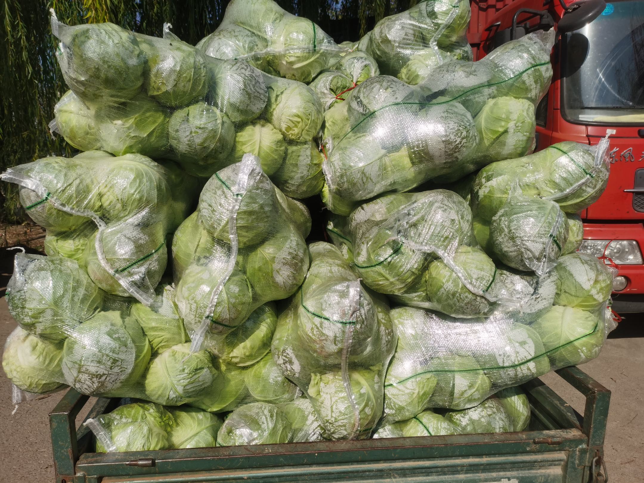 展示羽衣甘蓝被切碎后装入青贮袋并压实的过程 羽衣甘蓝青贮过程