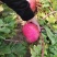大红萝卜外表光滑，口感非常好