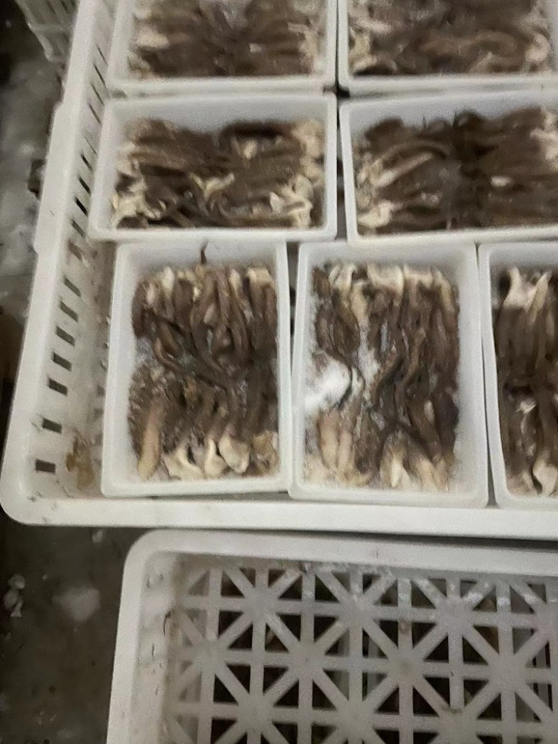 鱿鱼须速冻无冰产地发货保质保量供应全国