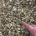 野生益母草新货益母草茶中药泡茶新货