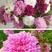 波斯菊种子四季易种易活室外阳台庭院盆栽花种重瓣混色格桑花