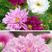 波斯菊种子四季易种易活室外阳台庭院盆栽花种重瓣混色格桑花