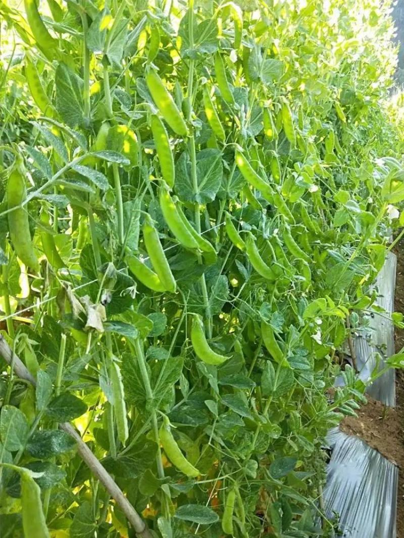 广西横州市荷兰豆大量上市。欢迎全国各地老板前来采购