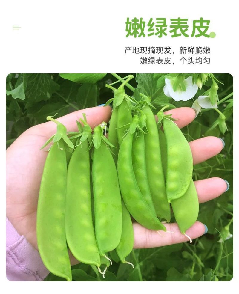 广西横州市荷兰豆大量上市。欢迎全国各地老板前来采购