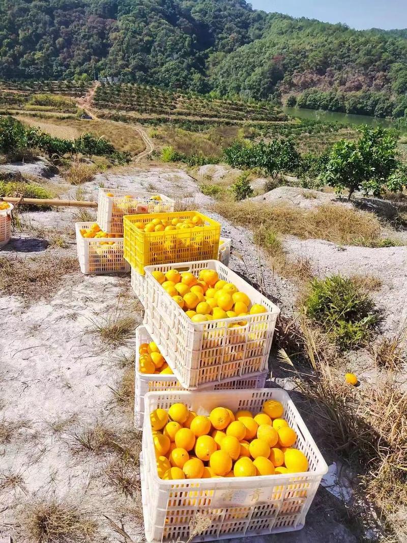 赣南脐橙，万亩基地直供，现采现发，一件也是批发价