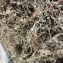 新鲜鹅不食草饿不食草鹅仔不吃草中草药中药材野生