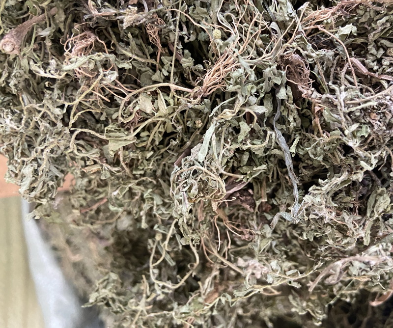 新鲜鹅不食草饿不食草鹅仔不吃草中草药中药材野生