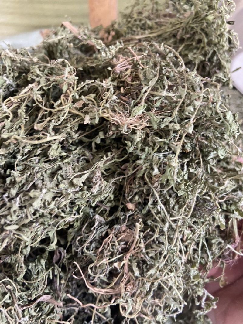 新鲜鹅不食草饿不食草鹅仔不吃草中草药中药材野生