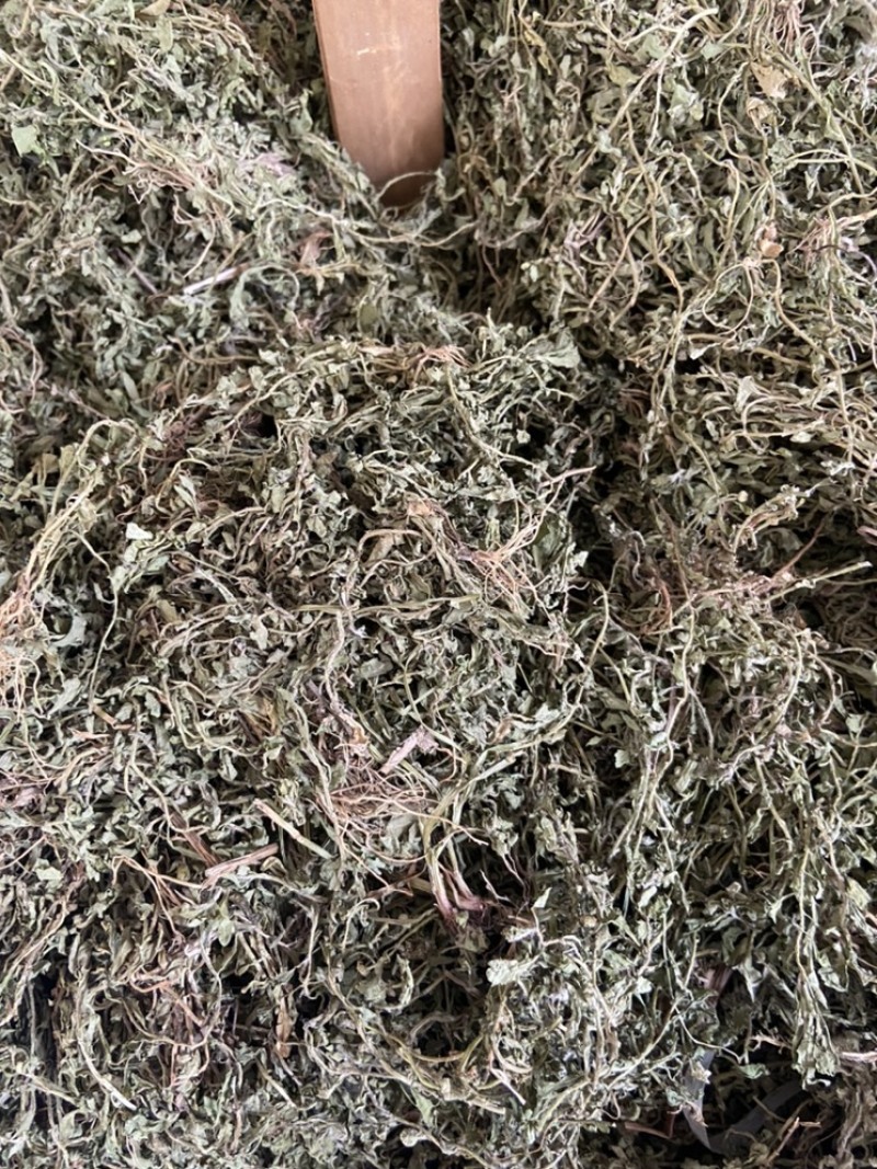 新鲜鹅不食草饿不食草鹅仔不吃草中草药中药材野生