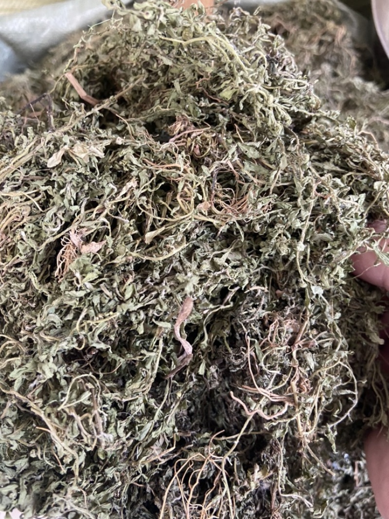 新鲜鹅不食草饿不食草鹅仔不吃草中草药中药材野生