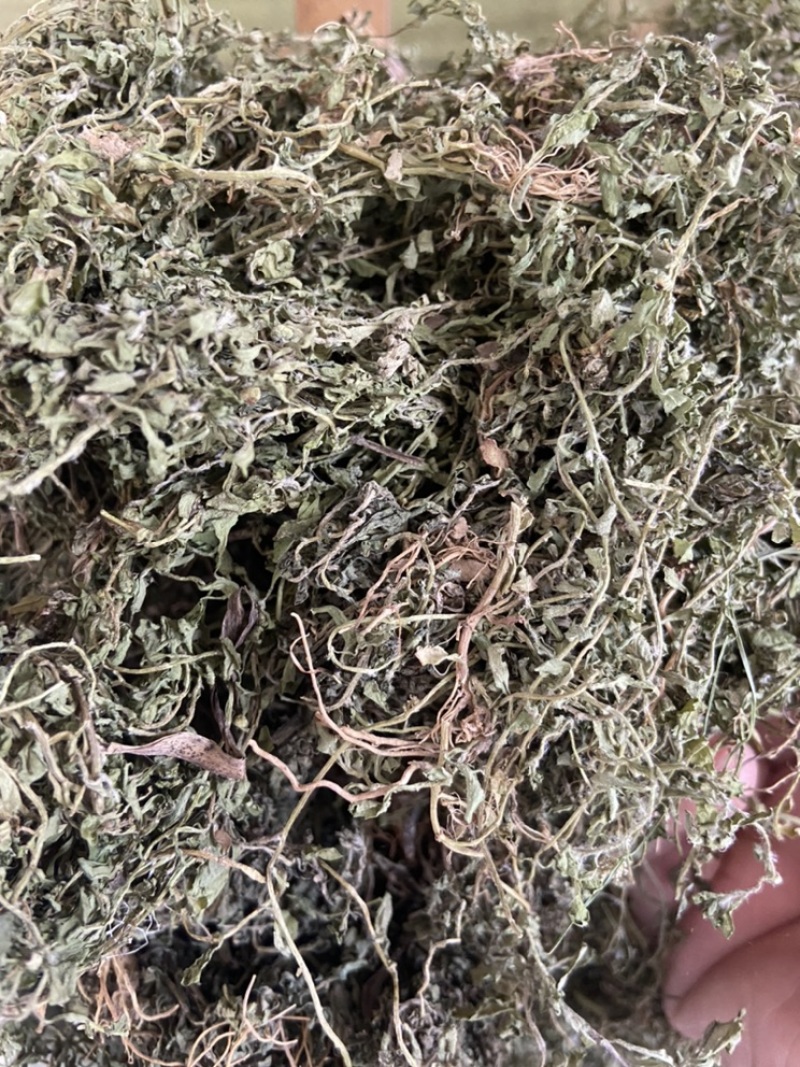 新鲜鹅不食草饿不食草鹅仔不吃草中草药中药材野生
