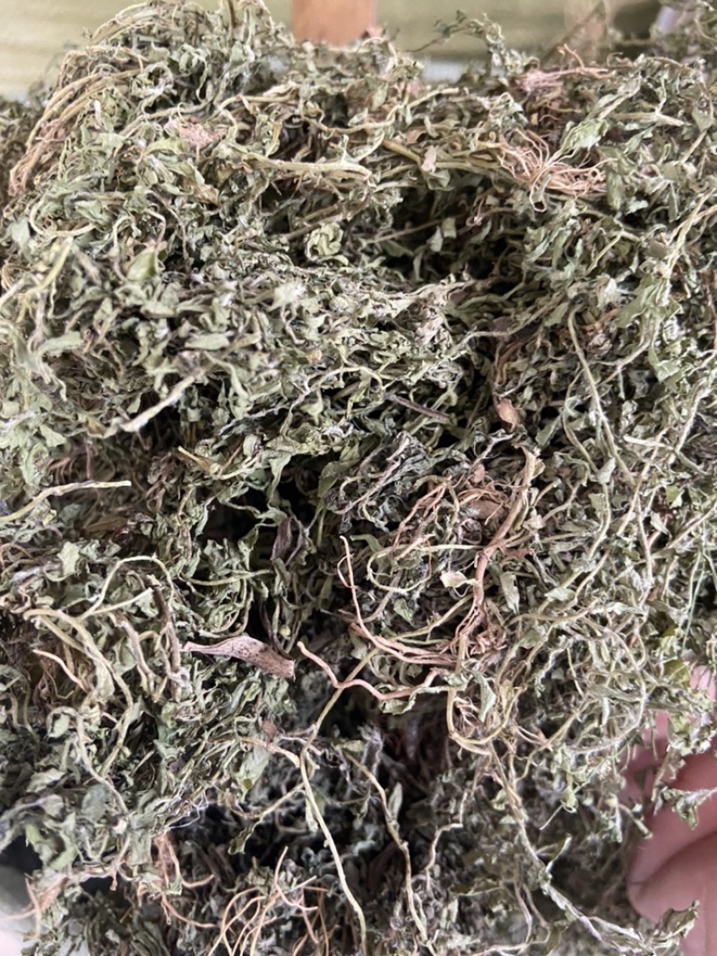 新鲜鹅不食草饿不食草鹅仔不吃草中草药中药材野生