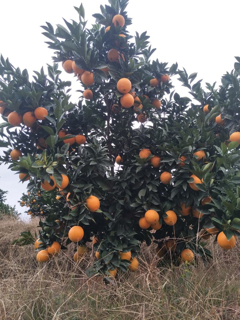 赣南脐橙，橙子