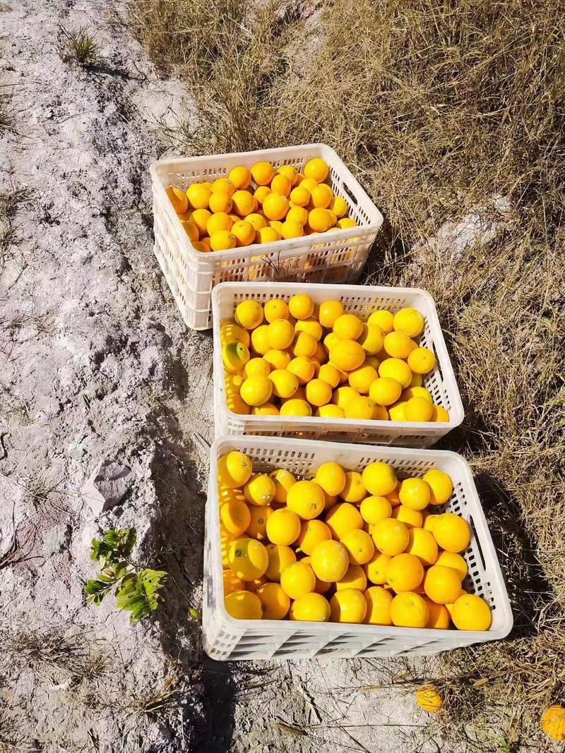 赣南脐橙，万亩基地直供，现采现发，一件也是批发价