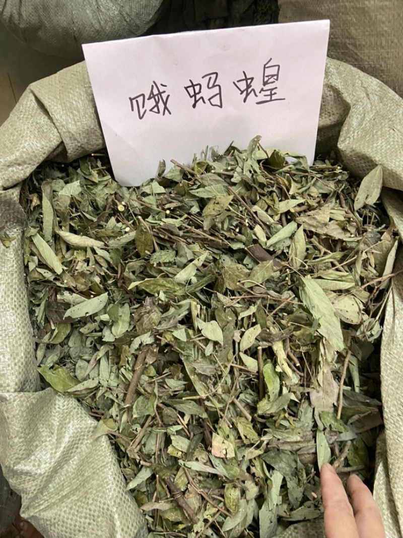 中草药饿蚂蝗饿蚂蟥抹草山蚂蝗野生新货
