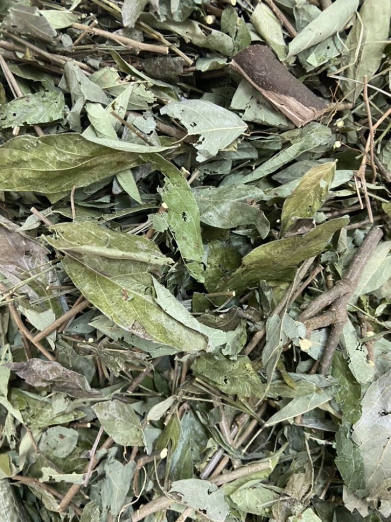 中草药饿蚂蝗饿蚂蟥抹草山蚂蝗野生新货