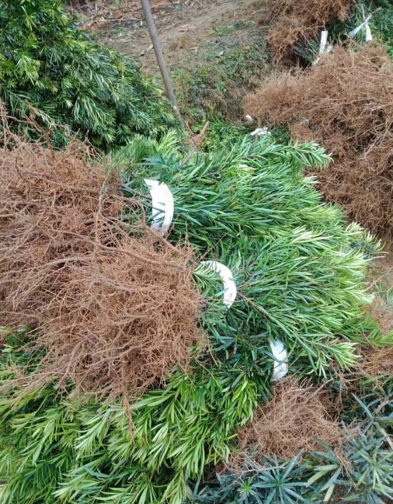 罗汉松罗汉松小苗雀舌罗汉松两年罗汉松