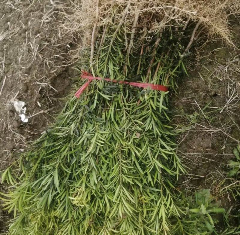罗汉松罗汉松小苗雀舌罗汉松两年罗汉松