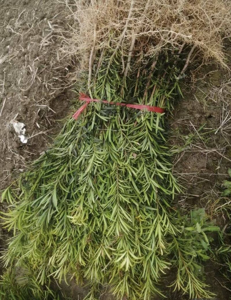 罗汉松罗汉松小苗雀舌罗汉松两年罗汉松