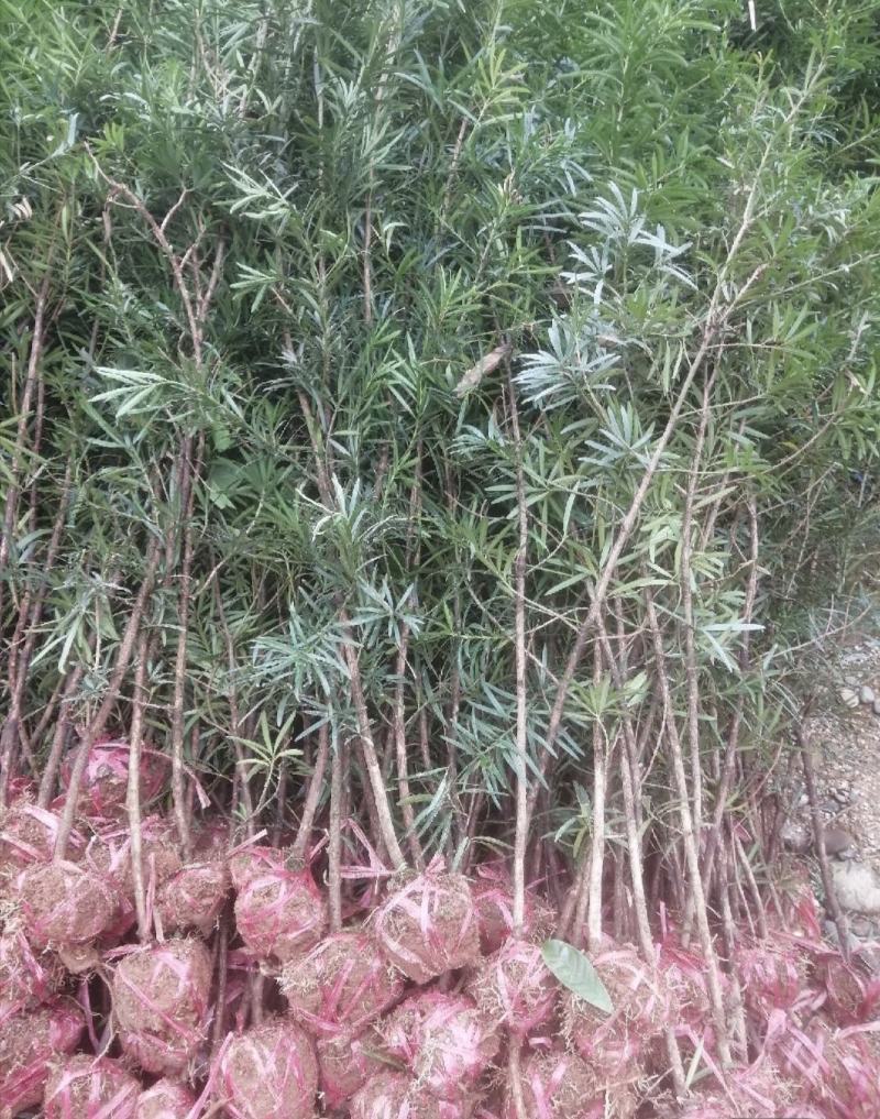 罗汉松罗汉松小苗雀舌罗汉松两年罗汉松