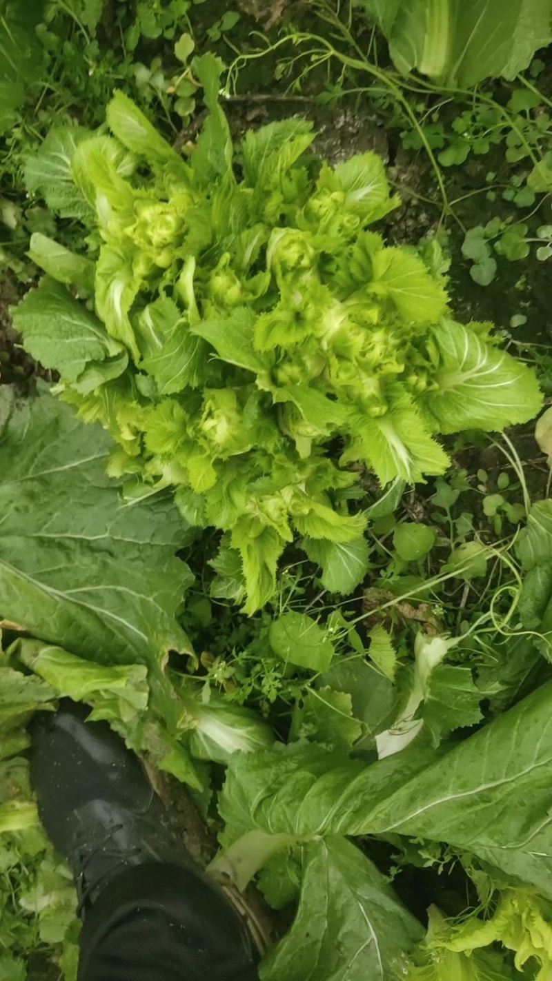 精品儿菜小心品种无抽苔无软腐病儿菜清秀的很