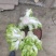 精品儿菜小心品种无抽苔无软腐病儿菜清秀的很