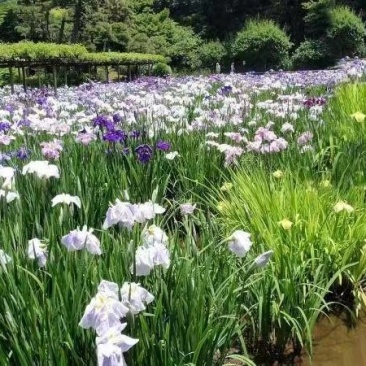花菖蒲
