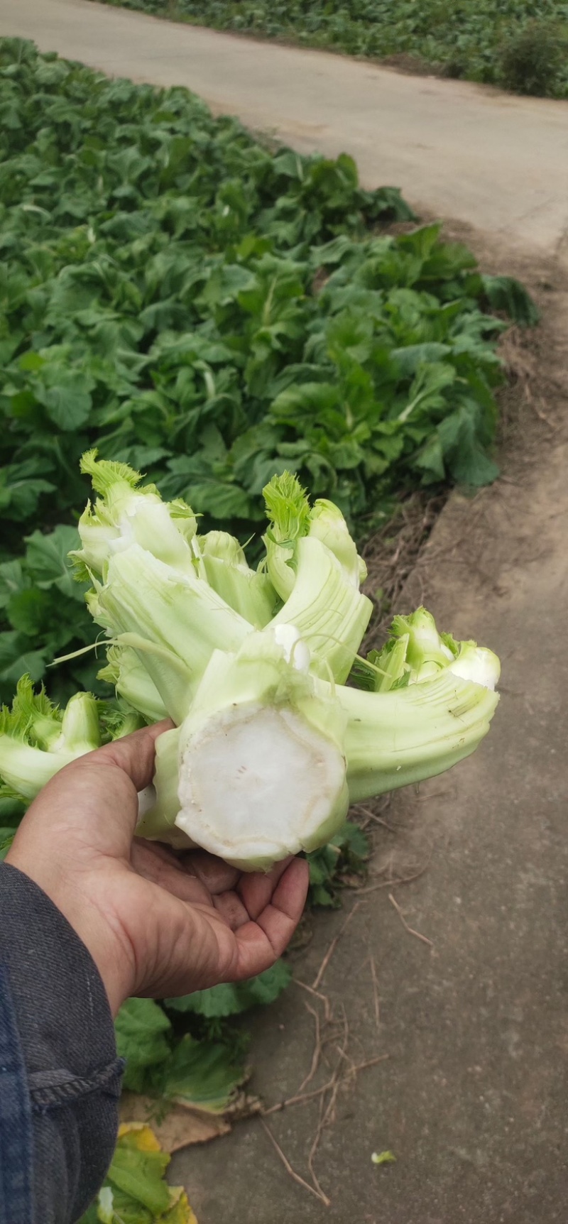 无中间商百亩儿菜基地。品质杠杠的无抽苔无空心