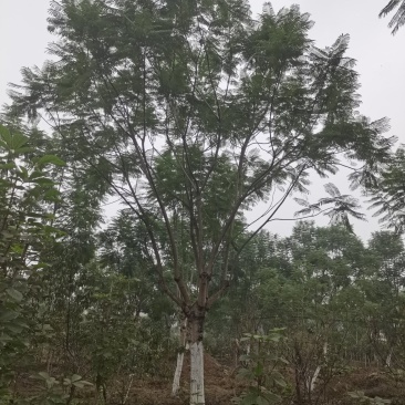 蓝花楹