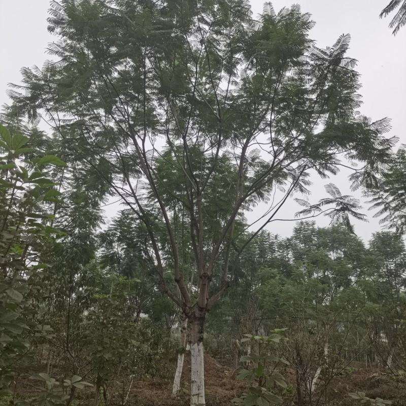 蓝花楹