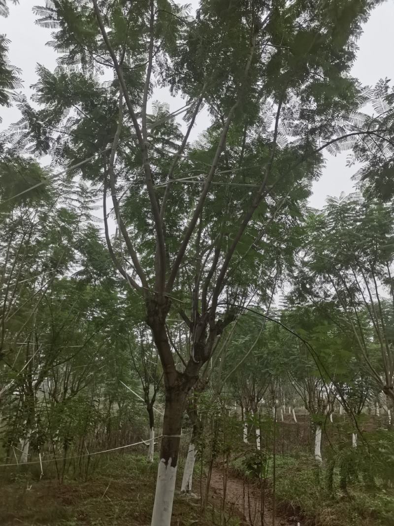 蓝花楹