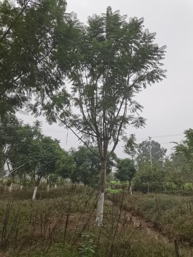 蓝花楹