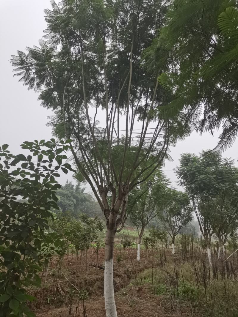 蓝花楹