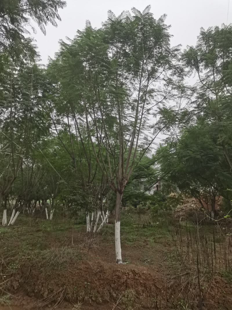 蓝花楹