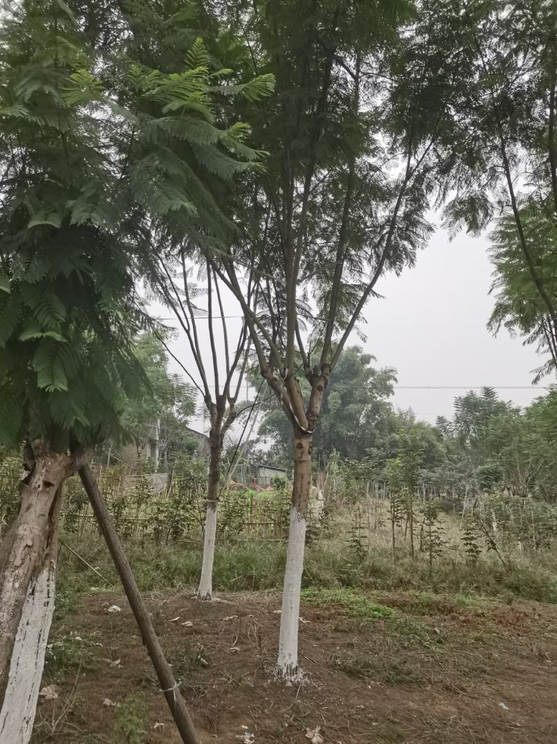 蓝花楹
