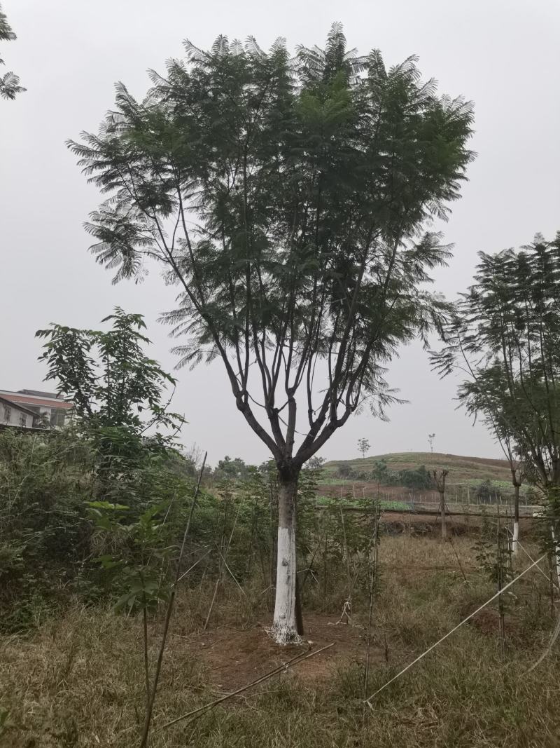 蓝花楹