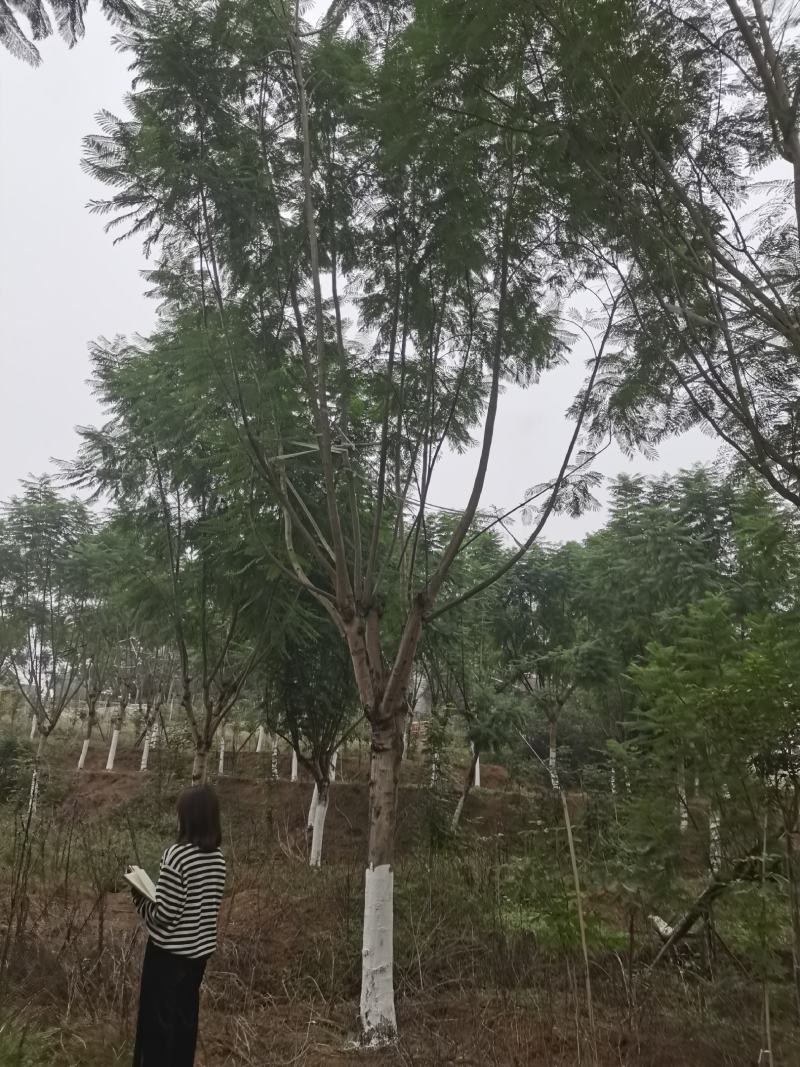 蓝花楹