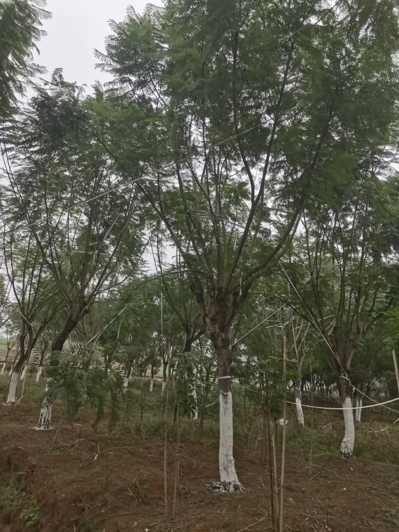 蓝花楹