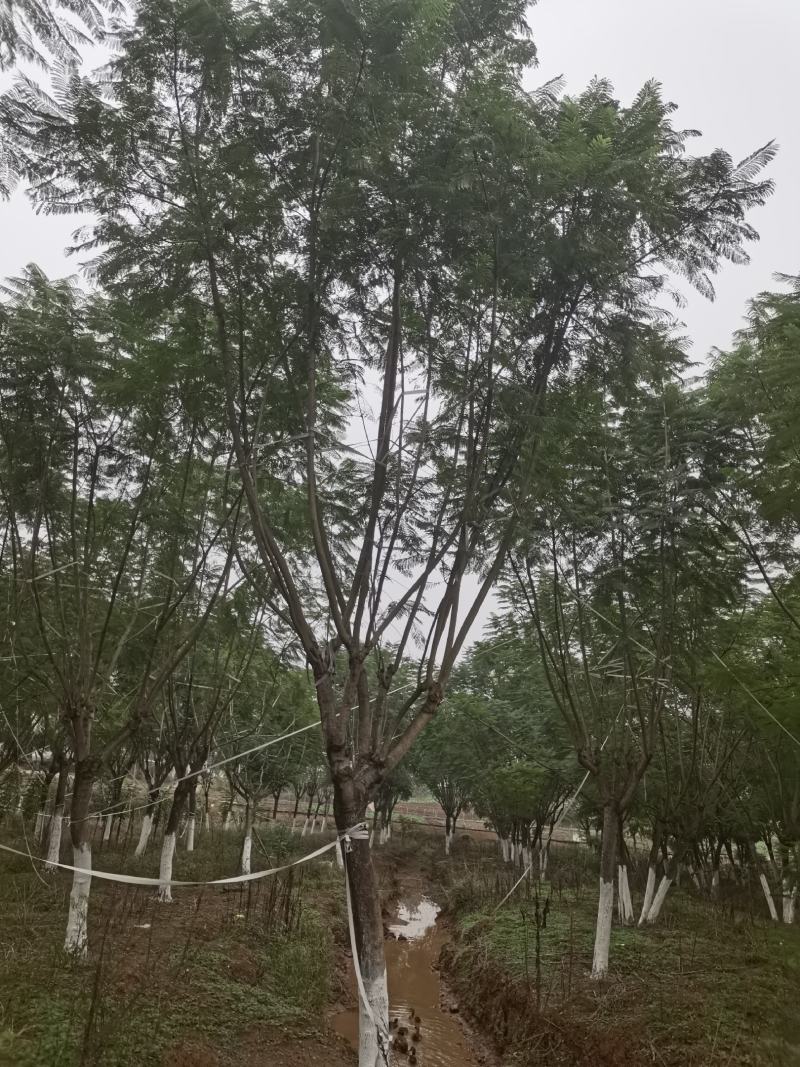 蓝花楹