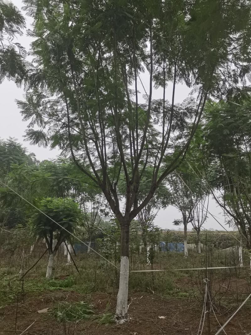 蓝花楹
