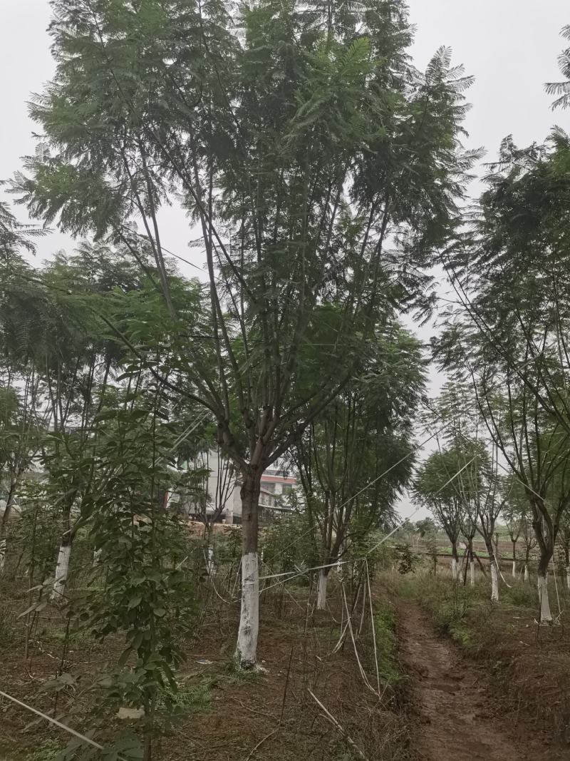蓝花楹