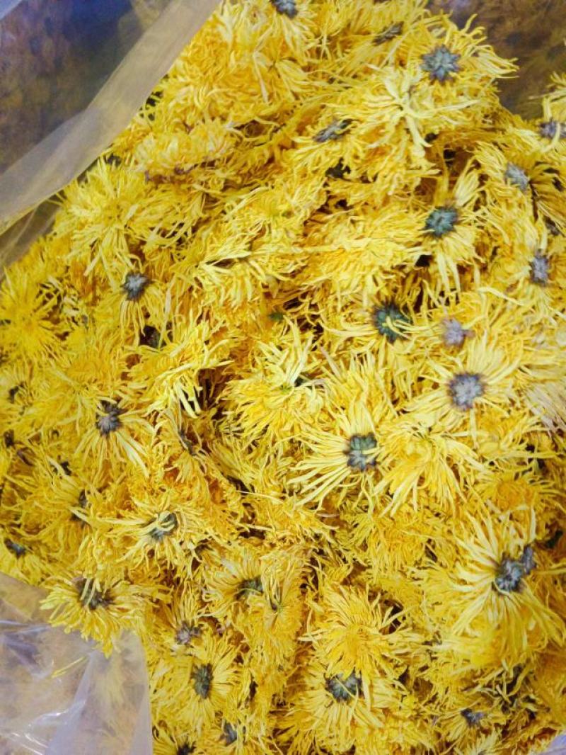 金丝皇菊，婺源皇菊，七月菊，贡菊，批发零售