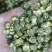 金丝皇菊，婺源皇菊，七月菊，贡菊，批发零售