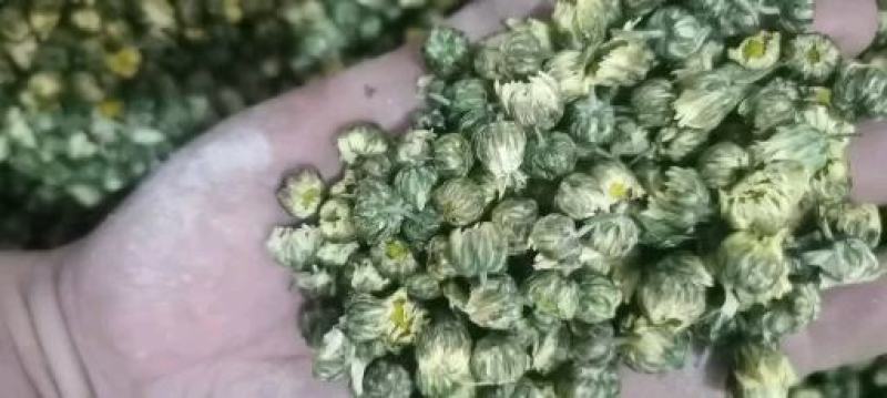 金丝皇菊，婺源皇菊，七月菊，贡菊，批发零售