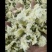 金丝皇菊，婺源皇菊，七月菊，贡菊，批发零售