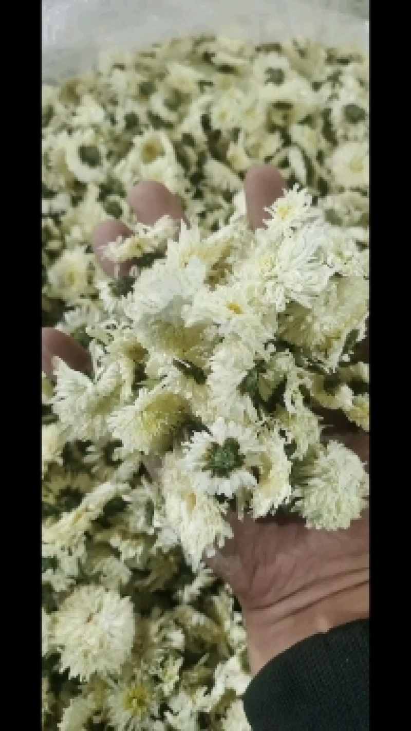 金丝皇菊，婺源皇菊，七月菊，贡菊，批发零售